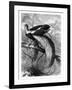 Bird of Paradise, 19th Century-A Mesnel-Framed Giclee Print