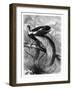 Bird of Paradise, 19th Century-A Mesnel-Framed Giclee Print