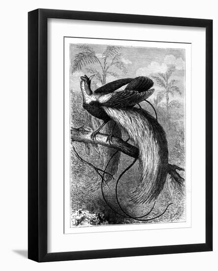 Bird of Paradise, 19th Century-A Mesnel-Framed Giclee Print