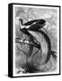 Bird of Paradise, 19th Century-A Mesnel-Framed Stretched Canvas