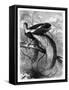 Bird of Paradise, 19th Century-A Mesnel-Framed Stretched Canvas