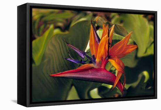 Bird of Paradise Blooming on the Garden Isle, Kauai, Hawaii, USA-Jerry Ginsberg-Framed Stretched Canvas