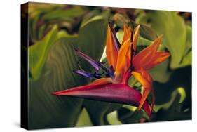 Bird of Paradise Blooming on the Garden Isle, Kauai, Hawaii, USA-Jerry Ginsberg-Stretched Canvas