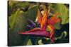 Bird of Paradise Blooming on the Garden Isle, Kauai, Hawaii, USA-Jerry Ginsberg-Stretched Canvas