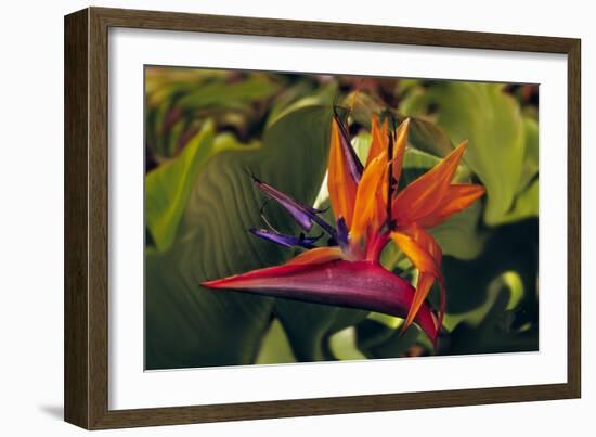 Bird of Paradise Blooming on the Garden Isle, Kauai, Hawaii, USA-Jerry Ginsberg-Framed Photographic Print