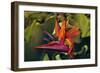 Bird of Paradise Blooming on the Garden Isle, Kauai, Hawaii, USA-Jerry Ginsberg-Framed Photographic Print