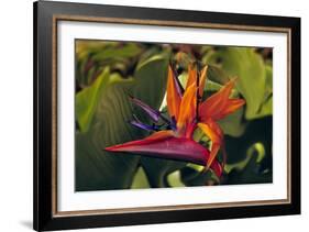 Bird of Paradise Blooming on the Garden Isle, Kauai, Hawaii, USA-Jerry Ginsberg-Framed Photographic Print