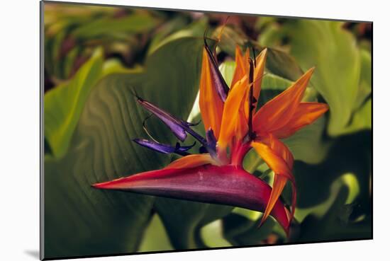 Bird of Paradise Blooming on the Garden Isle, Kauai, Hawaii, USA-Jerry Ginsberg-Mounted Photographic Print