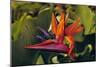 Bird of Paradise Blooming on the Garden Isle, Kauai, Hawaii, USA-Jerry Ginsberg-Mounted Photographic Print