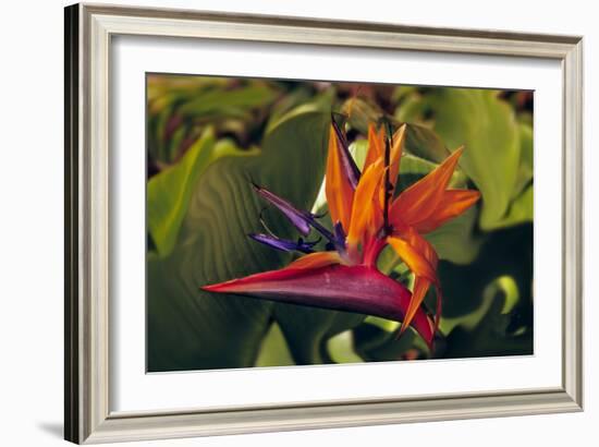 Bird of Paradise Blooming on the Garden Isle, Kauai, Hawaii, USA-Jerry Ginsberg-Framed Photographic Print