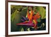 Bird of Paradise Blooming on the Garden Isle, Kauai, Hawaii, USA-Jerry Ginsberg-Framed Photographic Print