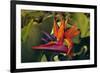 Bird of Paradise Blooming on the Garden Isle, Kauai, Hawaii, USA-Jerry Ginsberg-Framed Photographic Print