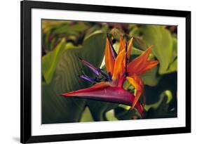 Bird of Paradise Blooming on the Garden Isle, Kauai, Hawaii, USA-Jerry Ginsberg-Framed Photographic Print