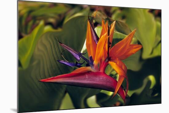 Bird of Paradise Blooming on the Garden Isle, Kauai, Hawaii, USA-Jerry Ginsberg-Mounted Photographic Print