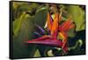 Bird of Paradise Blooming on the Garden Isle, Kauai, Hawaii, USA-Jerry Ginsberg-Framed Stretched Canvas