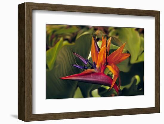 Bird of Paradise Blooming on the Garden Isle, Kauai, Hawaii, USA-Jerry Ginsberg-Framed Photographic Print