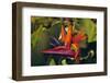 Bird of Paradise Blooming on the Garden Isle, Kauai, Hawaii, USA-Jerry Ginsberg-Framed Photographic Print