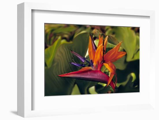 Bird of Paradise Blooming on the Garden Isle, Kauai, Hawaii, USA-Jerry Ginsberg-Framed Photographic Print