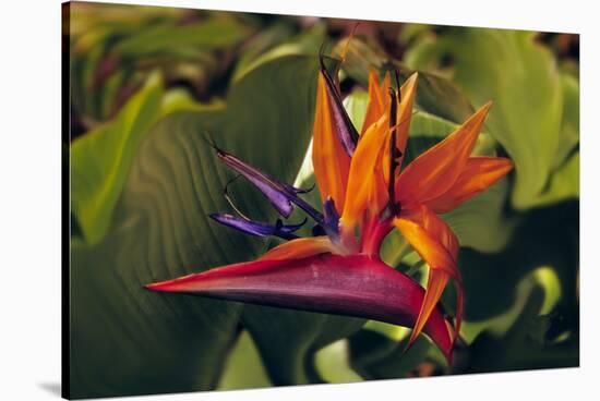 Bird of Paradise Blooming on the Garden Isle, Kauai, Hawaii, USA-Jerry Ginsberg-Stretched Canvas