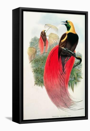 Bird of Paradise, Engraved by T. Walter-John Gould-Framed Stretched Canvas