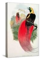 Bird of Paradise, Engraved by T. Walter-John Gould-Stretched Canvas