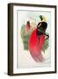 Bird of Paradise, Engraved by T. Walter-John Gould-Framed Giclee Print