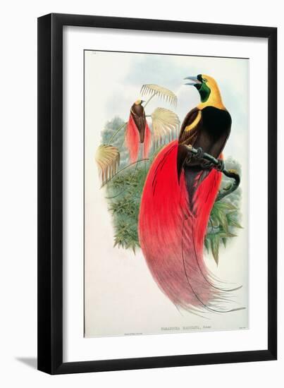 Bird of Paradise, Engraved by T. Walter-John Gould-Framed Giclee Print