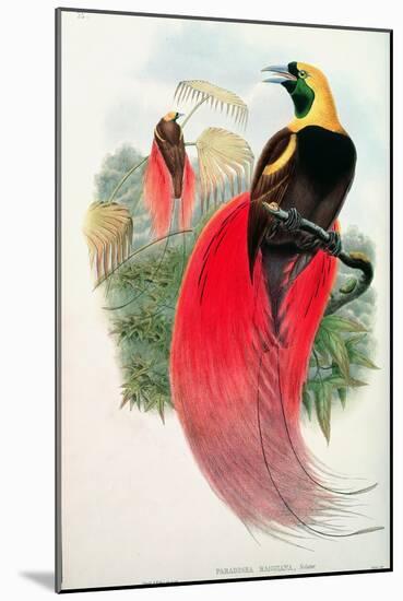 Bird of Paradise, Engraved by T. Walter-John Gould-Mounted Giclee Print