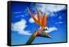 Bird of Paradise flower or Strelitzia reginae, Costa del Sol, Malaga Province, Andalucia, Spain-Panoramic Images-Framed Stretched Canvas