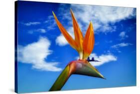 Bird of Paradise flower or Strelitzia reginae, Costa del Sol, Malaga Province, Andalucia, Spain-Panoramic Images-Stretched Canvas