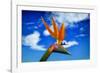 Bird of Paradise flower or Strelitzia reginae, Costa del Sol, Malaga Province, Andalucia, Spain-Panoramic Images-Framed Photographic Print