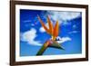 Bird of Paradise flower or Strelitzia reginae, Costa del Sol, Malaga Province, Andalucia, Spain-Panoramic Images-Framed Photographic Print