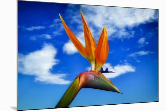 Bird of Paradise flower or Strelitzia reginae, Costa del Sol, Malaga Province, Andalucia, Spain-Panoramic Images-Mounted Photographic Print
