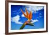 Bird of Paradise flower or Strelitzia reginae, Costa del Sol, Malaga Province, Andalucia, Spain-Panoramic Images-Framed Photographic Print