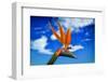 Bird of Paradise flower or Strelitzia reginae, Costa del Sol, Malaga Province, Andalucia, Spain-Panoramic Images-Framed Photographic Print