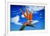 Bird of Paradise flower or Strelitzia reginae, Costa del Sol, Malaga Province, Andalucia, Spain-Panoramic Images-Framed Photographic Print