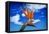 Bird of Paradise flower or Strelitzia reginae, Costa del Sol, Malaga Province, Andalucia, Spain-Panoramic Images-Framed Stretched Canvas
