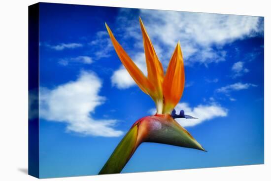 Bird of Paradise flower or Strelitzia reginae, Costa del Sol, Malaga Province, Andalucia, Spain-Panoramic Images-Stretched Canvas