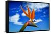 Bird of Paradise flower or Strelitzia reginae, Costa del Sol, Malaga Province, Andalucia, Spain-Panoramic Images-Framed Stretched Canvas