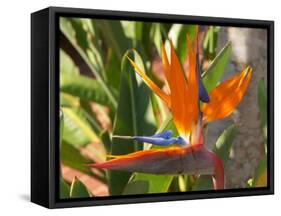 Bird-of-Paradise Flower, Sunshine Coast, Queensland, Australia-David Wall-Framed Stretched Canvas