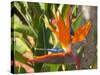 Bird-of-Paradise Flower, Sunshine Coast, Queensland, Australia-David Wall-Stretched Canvas