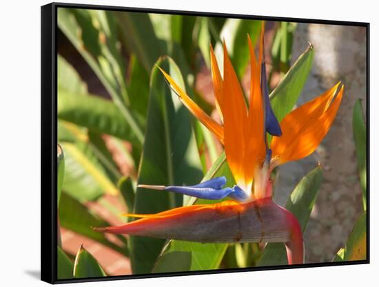 Bird-of-Paradise Flower, Sunshine Coast, Queensland, Australia-David Wall-Framed Stretched Canvas