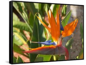 Bird-of-Paradise Flower, Sunshine Coast, Queensland, Australia-David Wall-Framed Stretched Canvas