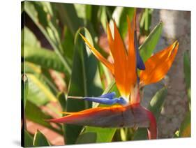 Bird-of-Paradise Flower, Sunshine Coast, Queensland, Australia-David Wall-Stretched Canvas