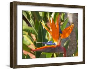Bird-of-Paradise Flower, Sunshine Coast, Queensland, Australia-David Wall-Framed Premium Photographic Print