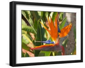 Bird-of-Paradise Flower, Sunshine Coast, Queensland, Australia-David Wall-Framed Premium Photographic Print