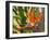 Bird-of-Paradise Flower, Sunshine Coast, Queensland, Australia-David Wall-Framed Premium Photographic Print