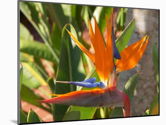 Bird-of-Paradise Flower, Sunshine Coast, Queensland, Australia-David Wall-Mounted Premium Photographic Print