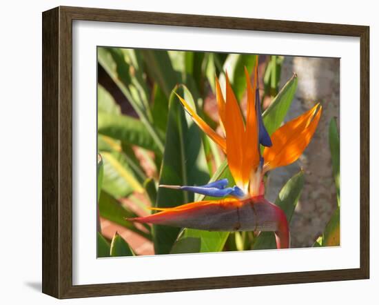 Bird-of-Paradise Flower, Sunshine Coast, Queensland, Australia-David Wall-Framed Photographic Print