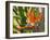 Bird-of-Paradise Flower, Sunshine Coast, Queensland, Australia-David Wall-Framed Photographic Print